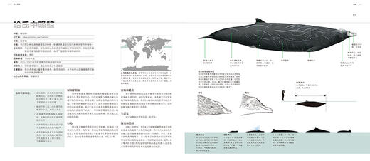 图说鲸类百科 商品图2