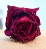 冻干墨红玫瑰，玫瑰中的“爱马仕” 冻干玫瑰花茶 不熏硫 不加色素 整朵玫瑰花冠茶 礼盒装 商品缩略图4