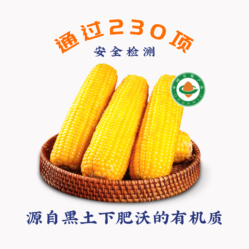 【升级10根装】有机鲜食甜糯玉米 10根装  250g以上/根