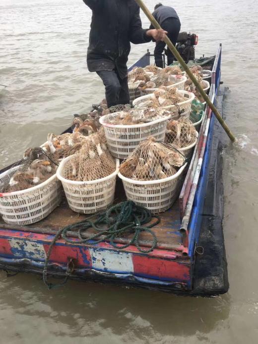 象山2年老海鸭 （净重2.2斤-2.8斤/只） 商品图2