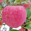 【质农】 2025新果 正宗陕西洛川苹果 个大色艳/肉质紧密/汁多松脆/酸甜适口 商品缩略图1