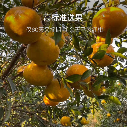 国家评茶师臻选道地陈皮茶 陈皮白茶 陈皮小柑白茶 商品图3