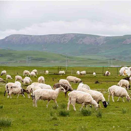 天峻草膘羊整只30-40斤，34元/斤，先付定金100元，货时按屠宰后胴体重量收尾款，取消订单不退定金。天峻至西宁运费25元，西宁外顺丰邮费到付 商品图2