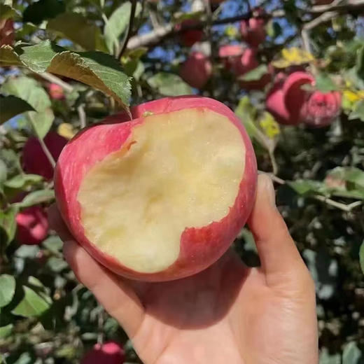 【质农】 2025新果 正宗陕西洛川苹果 个大色艳/肉质紧密/汁多松脆/酸甜适口 商品图4