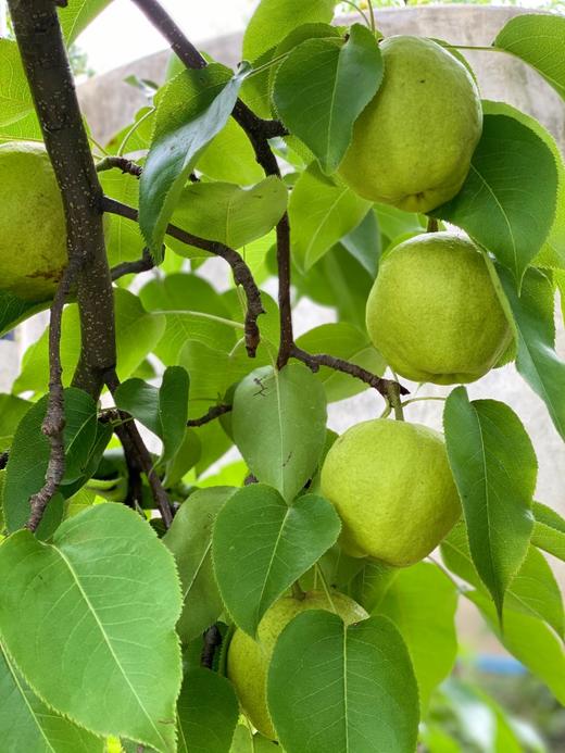 云南大理古树蜂糖梨 酥脆多汁 满口生津 商品图4