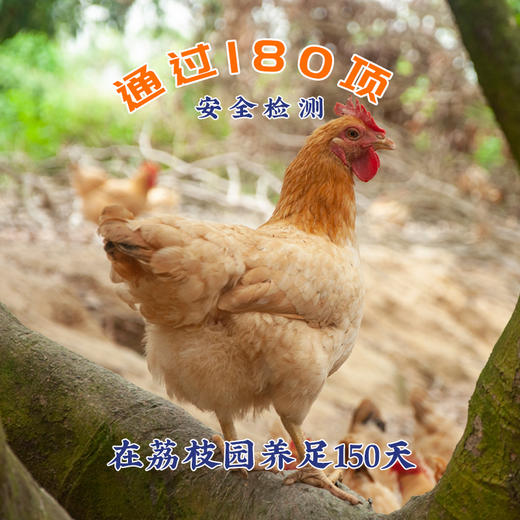 挑时生态无抗鸡 （2-2.5斤）150天跑山散养 0抗生素 0激素 商品图0