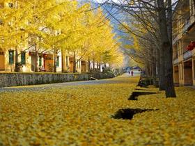 户外@【多彩韶关】南雄银杏•帽子峰银杏+翁源湖心坝+南岭红沙漠日落 2天