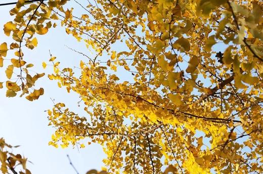 户外@【多彩韶关】南雄银杏•帽子峰银杏+翁源湖心坝+南岭红沙漠日落 2天 商品图2