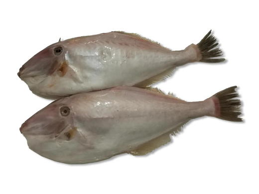 大剥皮牛鱼  |深海野生海钓海鲜 商品图1