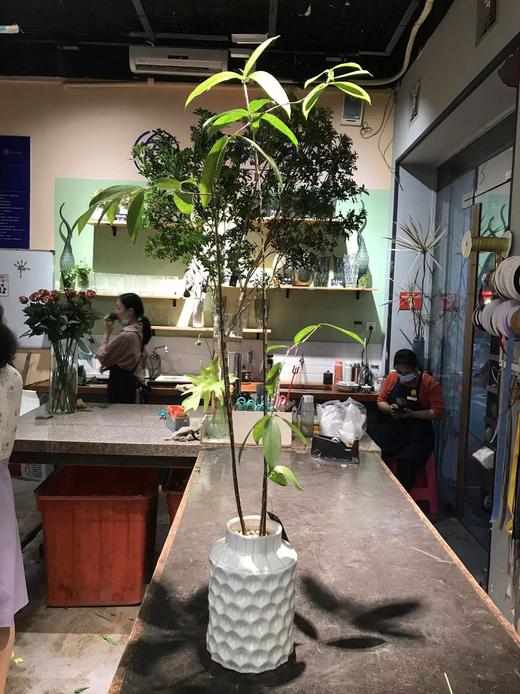 白圆盆-日本竹 商品图0