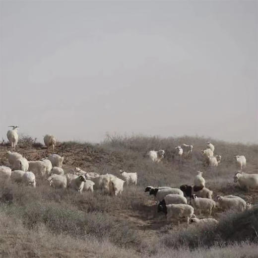 甘肃民勤沙洋【带骨肉 精切礼包 羊排】 商品图2