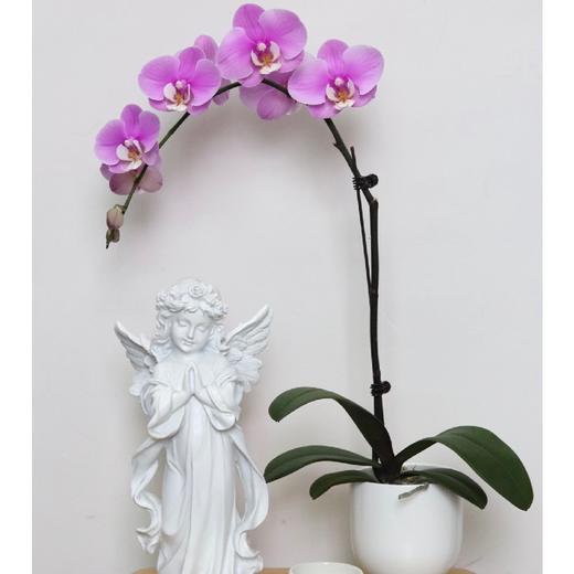 【安娜蝴蝶兰.A级】2.8寸杯蝴蝶兰1盆+送高档白色自吸盆1个/份 买2份减10元    颜色会因环境以及开放度等因素略有深浅差别 商品图1