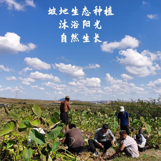【莱阳山地芋头】中国地理标志性产品！口感像冰淇淋般细腻，纵享丝滑！熬汤，煮面条，烤着吃均美味！接受过中国农民丰收节专访芋头，生态种植！【TJ-J】 商品图3