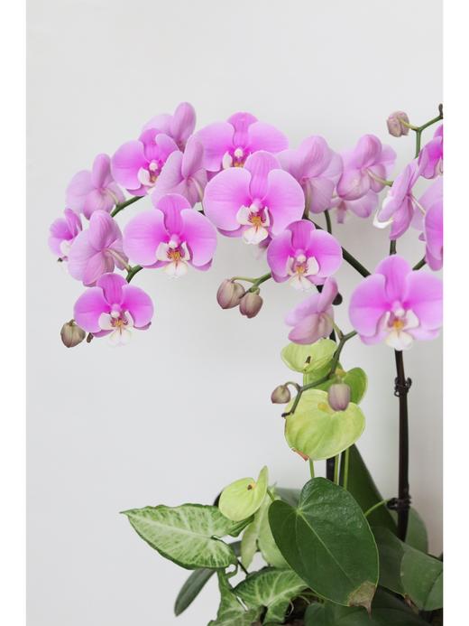 【安娜蝴蝶兰.A级】2.8寸杯蝴蝶兰1盆+送高档白色自吸盆1个/份 买2份减10元    颜色会因环境以及开放度等因素略有深浅差别 商品图4