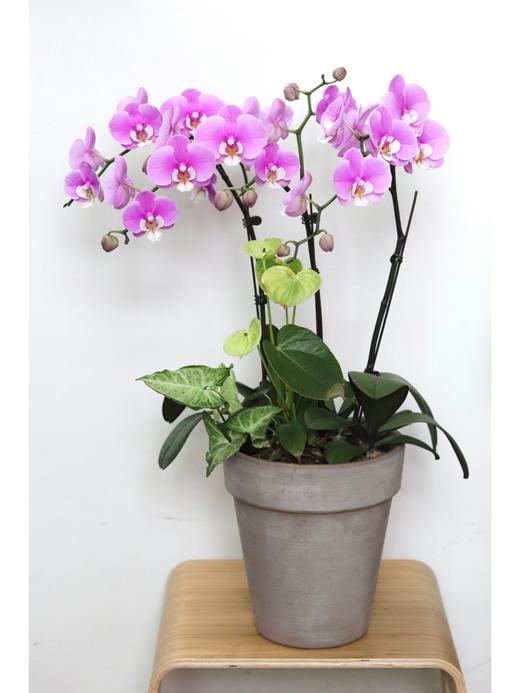 【安娜蝴蝶兰.A级】2.8寸杯蝴蝶兰1盆+送高档白色自吸盆1个/份 买2份减10元    颜色会因环境以及开放度等因素略有深浅差别 商品图3