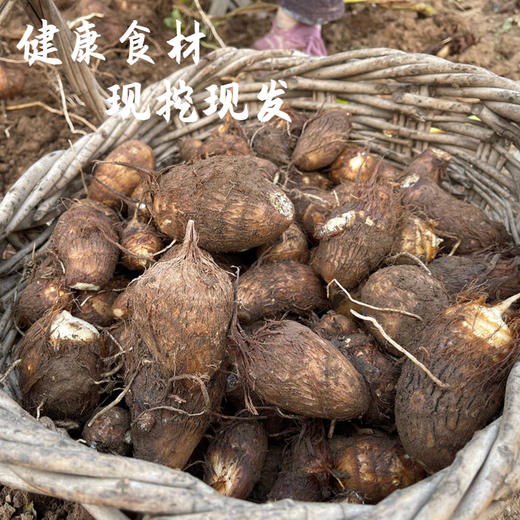 【莱阳山地芋头】中国地理标志性产品！口感像冰淇淋般细腻，纵享丝滑！熬汤，煮面条，烤着吃均美味！接受过中国农民丰收节专访芋头，生态种植！【TJ-J】 商品图4