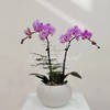 【安娜蝴蝶兰.A级】2.8寸杯蝴蝶兰1盆+送高档白色自吸盆1个/份 买2份减10元    颜色会因环境以及开放度等因素略有深浅差别 商品缩略图0