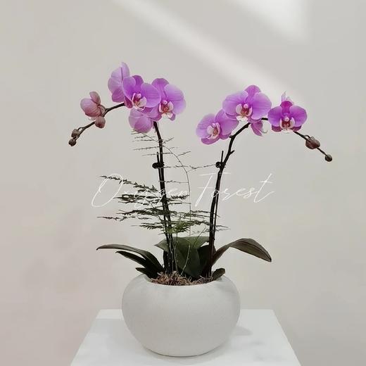 【安娜蝴蝶兰.A级】2.8寸杯蝴蝶兰1盆+送高档白色自吸盆1个/份 买2份减10元    颜色会因环境以及开放度等因素略有深浅差别 商品图0