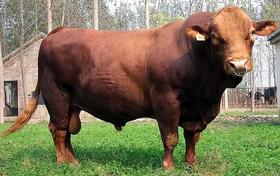 好物│勤奋富足——牛的使用宜忌