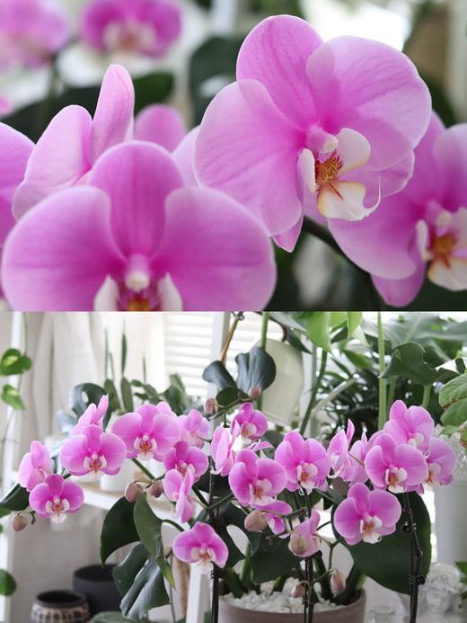 【安娜蝴蝶兰.A级】2.8寸杯蝴蝶兰1盆+送高档白色自吸盆1个/份 买2份减10元    颜色会因环境以及开放度等因素略有深浅差别 商品图7