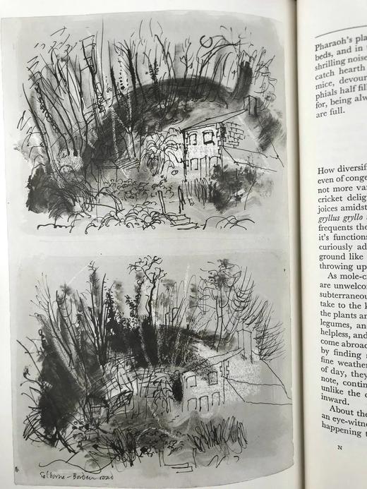 怀特《塞耳彭自然史》（1962） 12幅插图 精装16开带书匣 商品图9