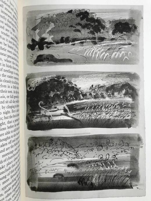 怀特《塞耳彭自然史》（1962） 12幅插图 精装16开带书匣 商品图12