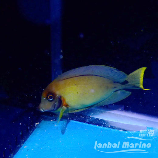 柠檬吊 商品图5