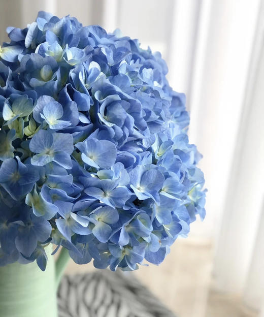 【国产绣球】海蓝色  单枝 商品图1