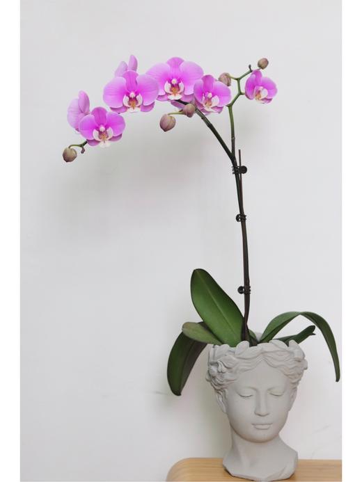 【安娜蝴蝶兰.A级】2.8寸杯蝴蝶兰1盆+送高档白色自吸盆1个/份 买2份减10元    颜色会因环境以及开放度等因素略有深浅差别 商品图6