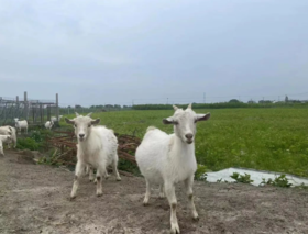  带你到桑罗农场“撒野” 