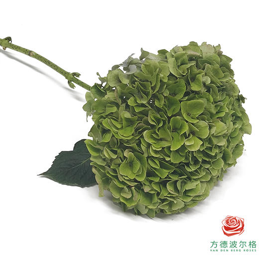绣球-绿巨人 1枝（大花头） 商品图1