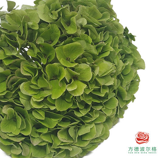 绣球-绿巨人 1枝（大花头） 商品图2