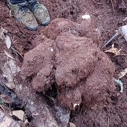 野生云茯苓 | 来自云南哀牢山大山，祛湿养生，无硫熏，自然晒干，切块/磨粉 商品图5