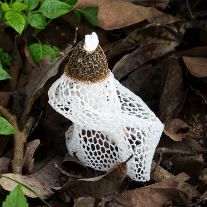 铜仁碧江【梵净山竹荪】50g   菌香浓郁  口口溢鲜  全国包邮（部分地区不发货）