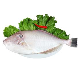 大剥皮牛鱼  |深海野生海钓海鲜