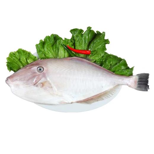 大剥皮牛鱼  |深海野生海钓海鲜 商品图0