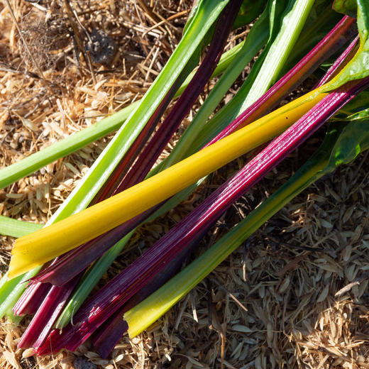 叶用甜菜
Chard 商品图2
