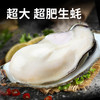 【北海湾】生蚝牡蛎鲜活4斤装送刀子手套芥末3件套海蛎子生鲜 商品缩略图2
