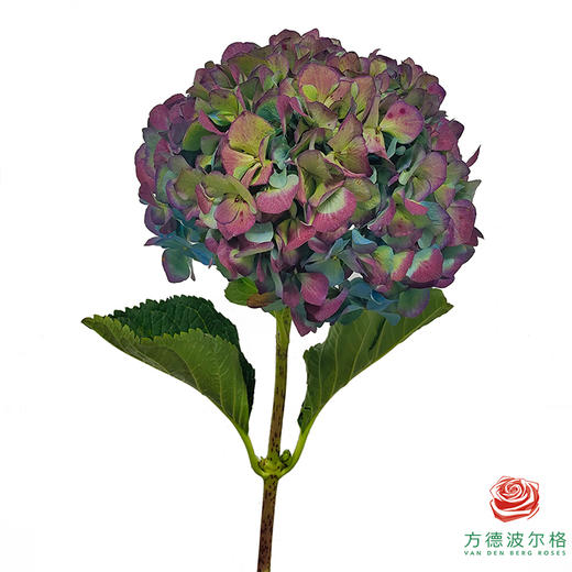 绣球-复古秋 1枝 商品图0