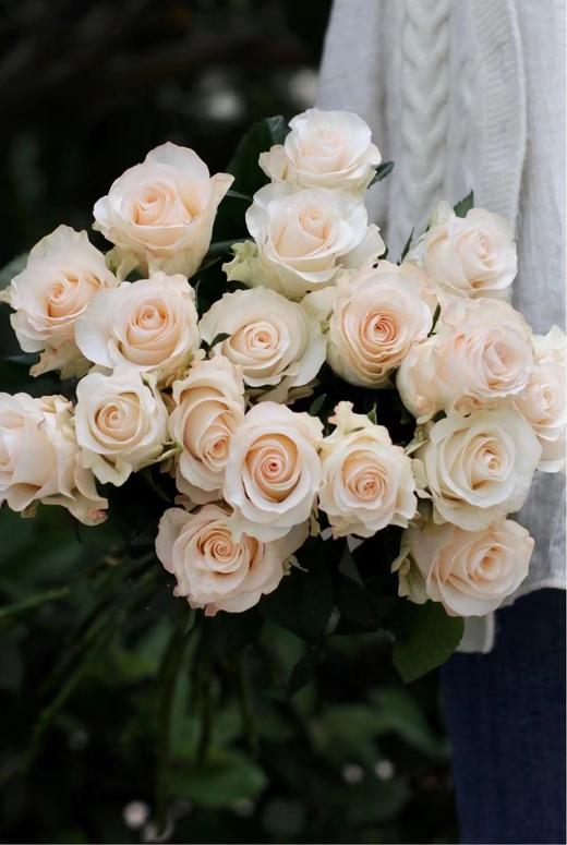 辛西娅玫瑰【用一束花，讲述一个浪漫的故事】简小姐精选 温柔奶油色玫瑰 辛西娅 2件包邮 下单5天发货 商品图7