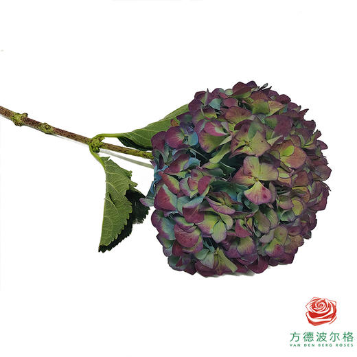 绣球-复古秋 1枝 商品图1