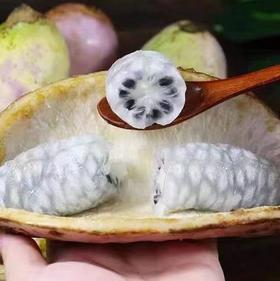 网红八月瓜|水果