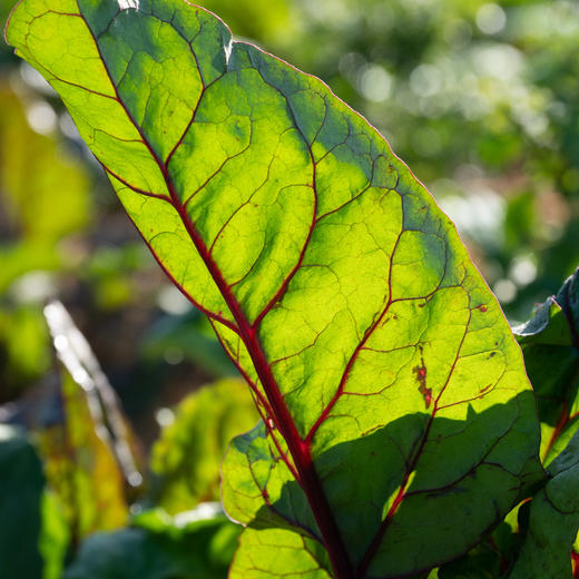 叶用甜菜
Chard 商品图3