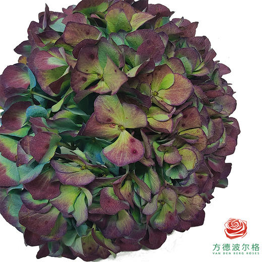 绣球-复古秋 1枝 商品图3