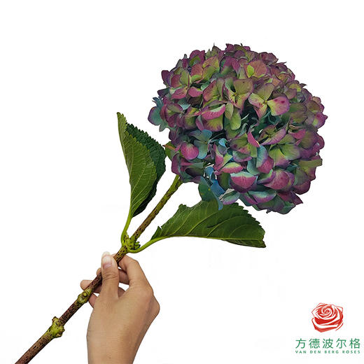绣球-复古秋 1枝 商品图2