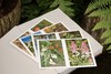 花朵与探险：玛丽安娜·诺斯的艺术世界，一座纸上的植物园，看尽世界奇珍异幻的花草树木 画册 商品缩略图4