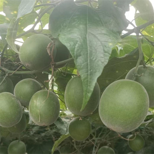 罗汉果干果批发 商品图2