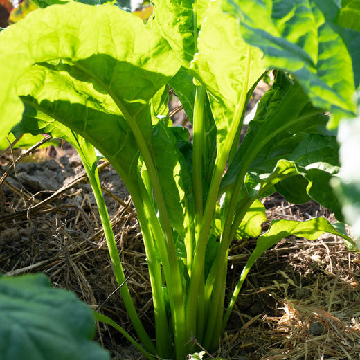 叶用甜菜
Chard 商品图1