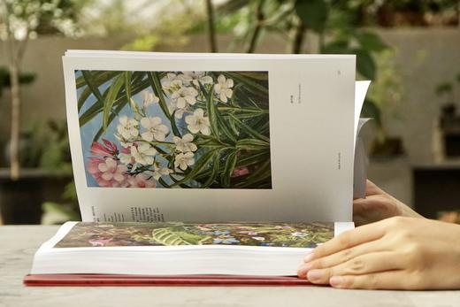 花朵与探险：玛丽安娜·诺斯的艺术世界，一座纸上的植物园，看尽世界奇珍异幻的花草树木 画册 商品图2