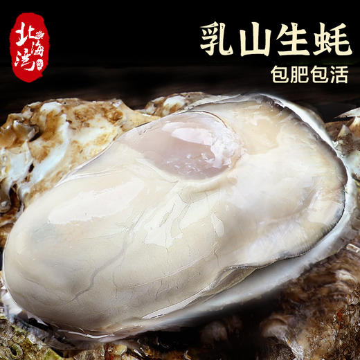 【北海湾】乳山生蚝鲜活海蛎子4斤装（3-4个/斤，实惠好吃） 商品图2